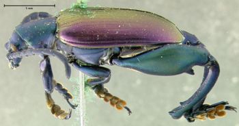 Media type: image; Entomology 18518   Aspect: habitus lateral view